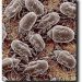 Biological Pollutants