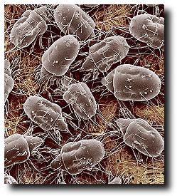 Biological Pollutants | HomeCheckMyHouse.com